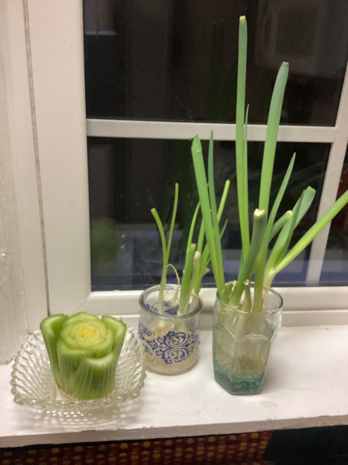 An easy kitchen windowsill garden grows from vegetable scraps.