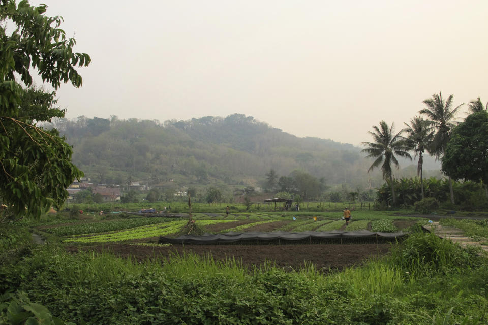 Farmers tend their fields in stifling temperatures as surrounding hills are choked by smoke from field and hill fires across the region, Thursday, April 4, 2024, in Luang Prabang, Laos. Financial officials of the Association of Southeast Asian Nations were meeting in the city to discuss ways to secure financing to help shift to more sustainable and less polluting agriculture and energy. (AP Photo/Elaine Kurtenbach)