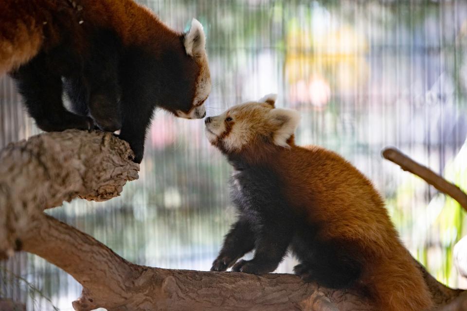 The Pueblo Zoo, home to red pandas Mogwai and Priya, will host a family dollar day July 15.