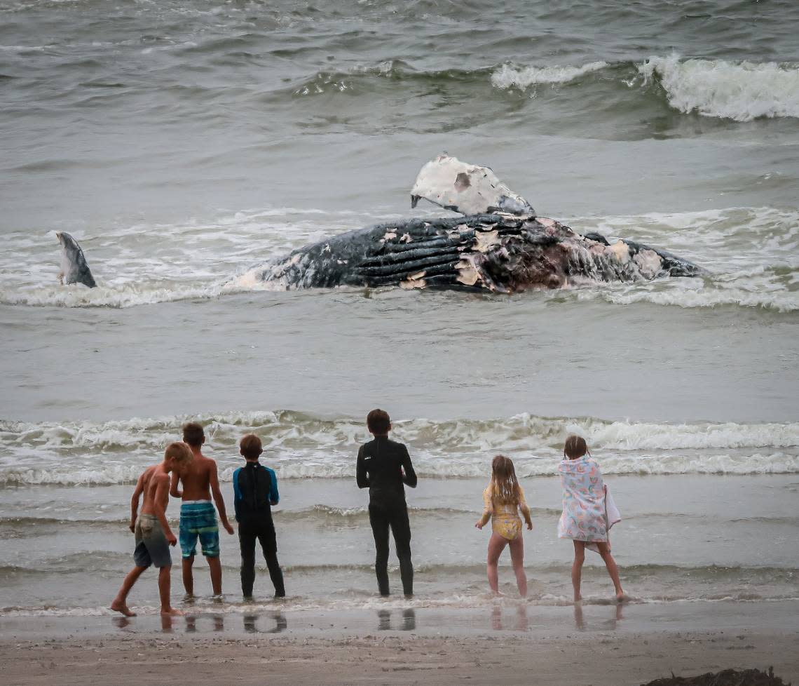 Children watch the carcass of a dead humpback whale rolling in the surf Saturday, July 9, 2022, in Cayucos.