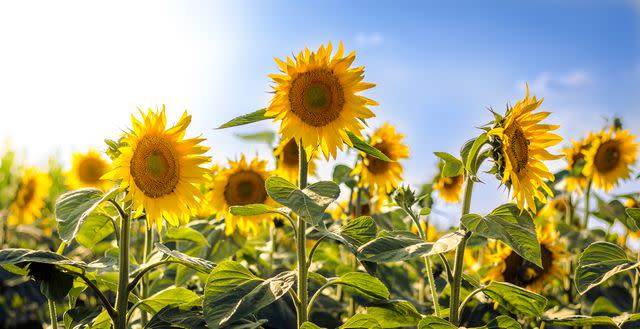 <p>Sasa Pokimica/Getty Images </p> Common Sunflowers