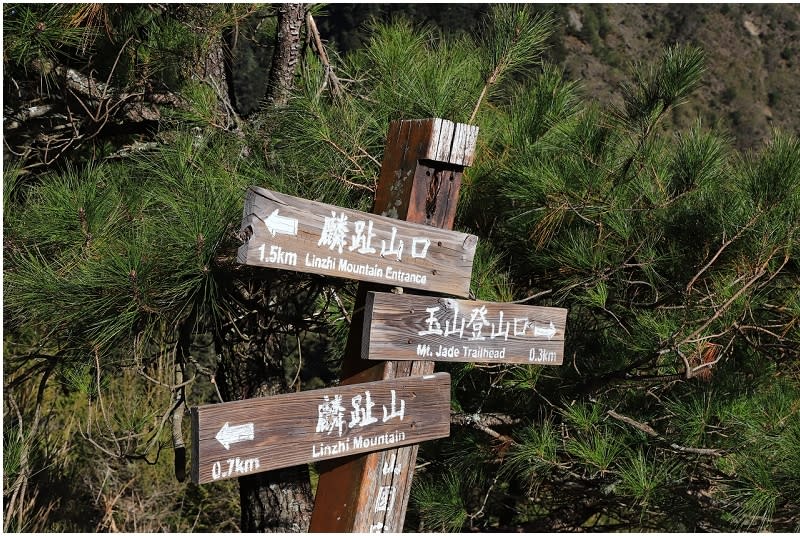 南投｜玉山國家公園 塔塔加麟趾山步道