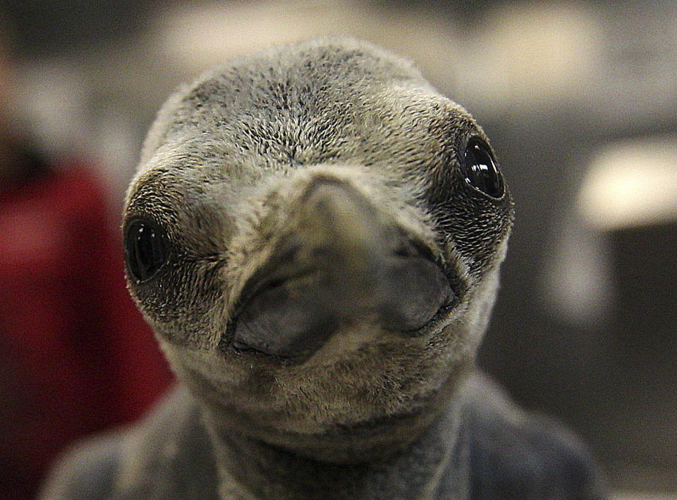 A still unnamed King penguin chick that hatched on April 9 is unveiled at The Aquarium at Moody Gardens, Monday, April 23, 2012, in Galveston, Texas. A blood test will be conducted to determine the gender of the bird who came into life weighing about 20 ounces. This chick is the 14th King penguin chick to have been successfully bred at the aquarium. Due to space limitations, this chick will be go to another facility once weaned from its parents. The chick currently is in the main penguin exhibit at the aquarium which also home to Gentoo, Macaroni, Rockhopper and Chinstrap penguins. (AP Photo/Houston Chronicle, Johnny Hanson)