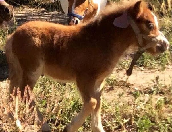 The pony's carcass was dumped in the same paddock he was stolen. Image: Facebook