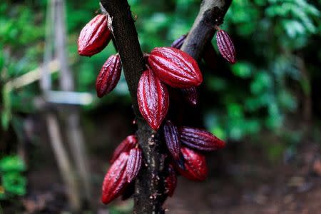 A cocoa tree with cocoa fruits is seen at El Carmen Estate in Jayaque, El Salvador July 20, 2016. Picture taken July 20, 2016. REUTERS/Jose Cabezas