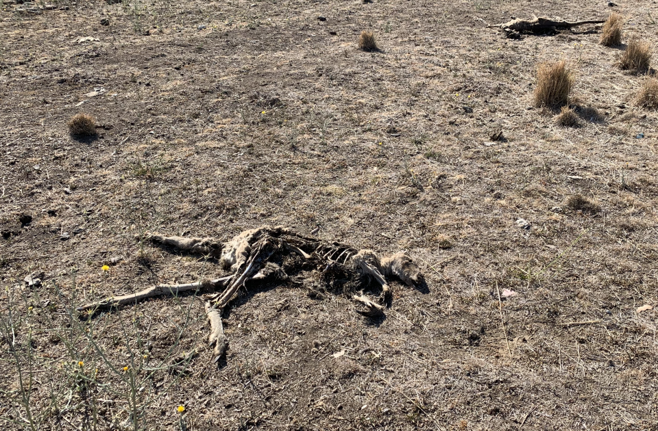 An image of an animal skeleton on a dry patch of grass.