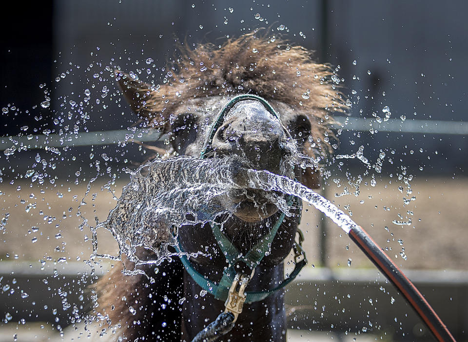 In Iceland horse is sprayed with water at a stud in Wehrheim near Frankfurt, Germany, on a hot and sunny Wednesday, June 26, 2019. Hot temperatures are expected all over Europe. (AP Photo/Michael Probst)