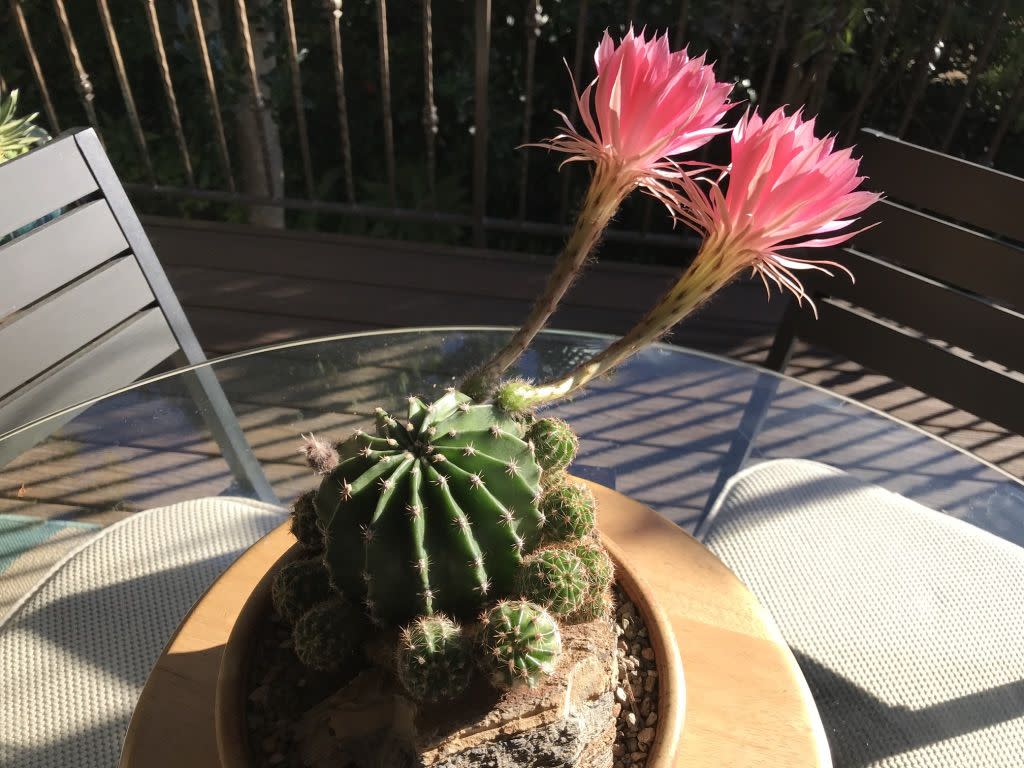 a pink flower in a pot