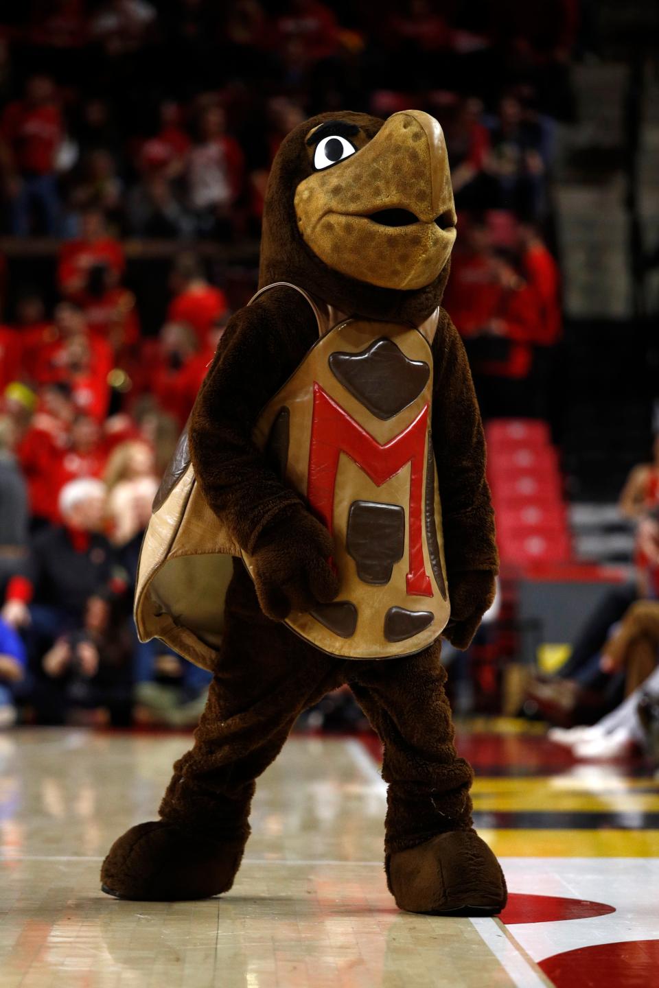 Maryland mascot Testudo walks on the court in the first half of an NCAA college basketball game between Maryland and Wisconsin, Monday, Jan. 14, 2019, in College Park, Md.