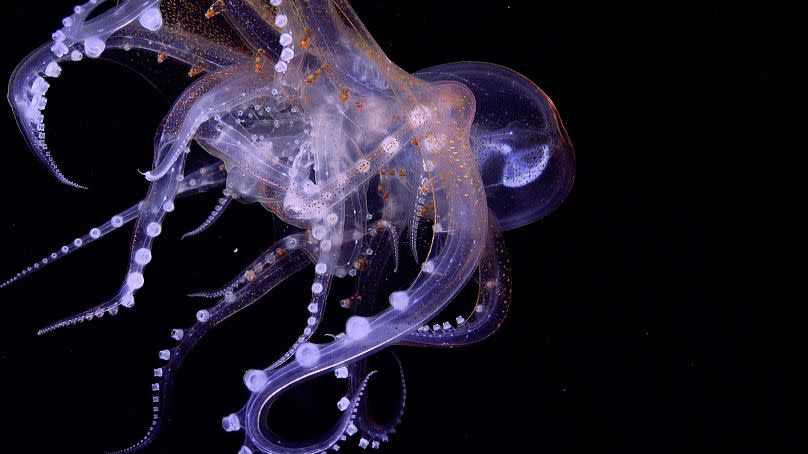 This sighting of glass octopus was unusual - researchers aren't sure if it is an act of predation or copulation, as it appears to be multiple octopuses intertwined.