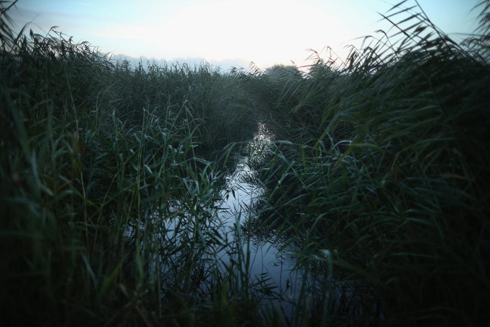 Low lying reedbeds and marshy peat bog at a nature reserve near Rye in East Sussex (Dan Kitwood/Getty)