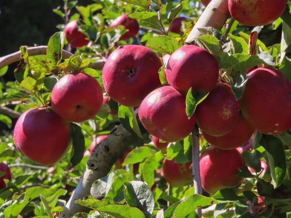 福壽山農場蘋果。 （中華旅行社提供）