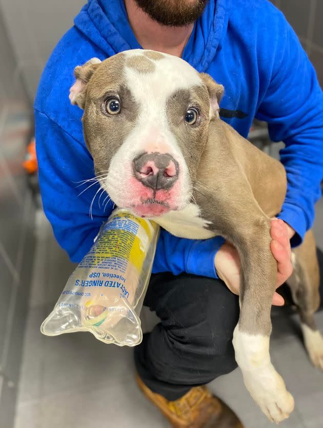 Jackson with his healing leg in a photo from Jackson County Animal Shelter. (Photo: Jackson County Animal Shelter)