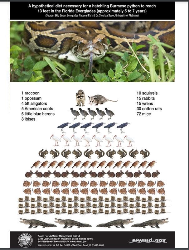 Scientists estimate it takes this much wildlife to grow one 13-foot python in the Florida Everglades.