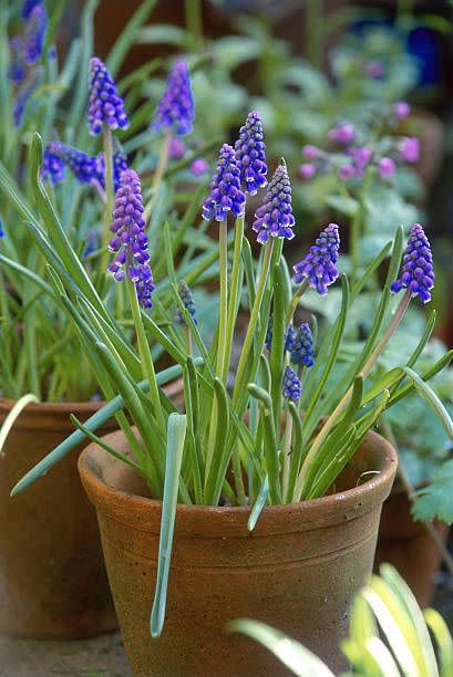 8) Grape Hyacinth