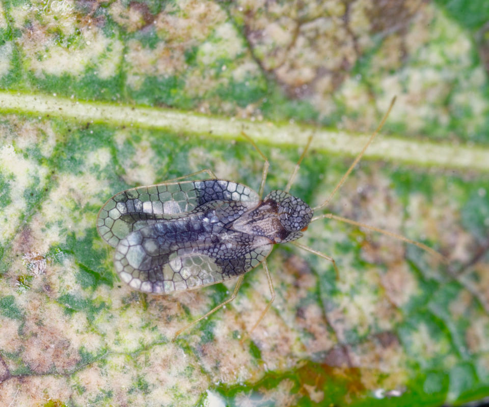 pieris foliage showing lacebug damage