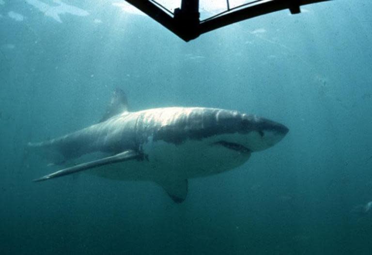 Largest great white shark ever recorded seen feasting on dead sperm whale near Hawaii