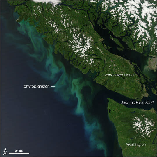 Effingham Inlet is on the Pacific coast of Vancouver Island, where scientists found evidence of past earthquakes.