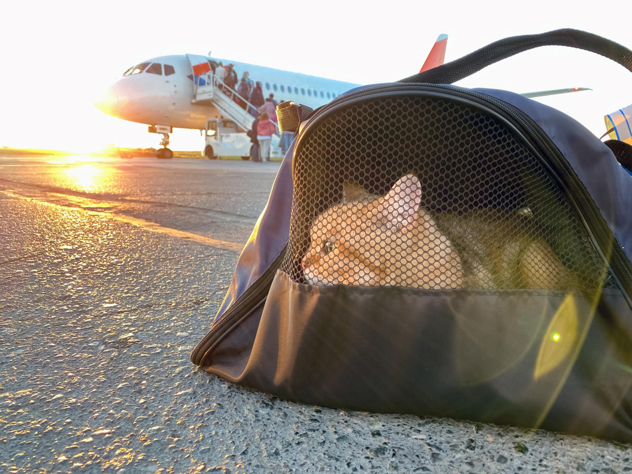 Red kitten sitting in a pet carrier, waiting to board an airplane at sunrise