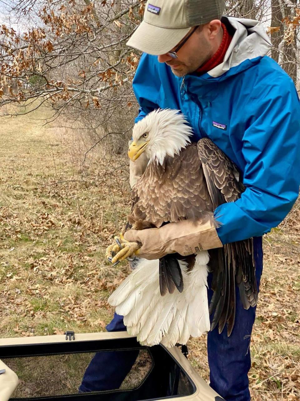 Dylan Hughes, a volunteer with Hoo's Woods Raptor Center in Whitewater, holds a bald eagle recovered March 14 near Brooklyn in Dane County. The bird, which was illegally shot and also suffering from lead poisoning, died the next day.