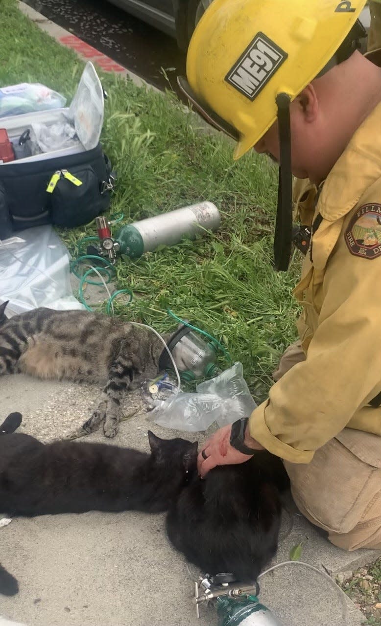 Fillmore firefighters saved 3 cats from a house fire Saturday. Eight others perished.
