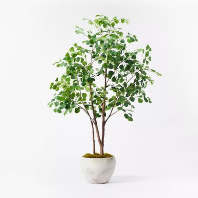 A full-size ficus tree