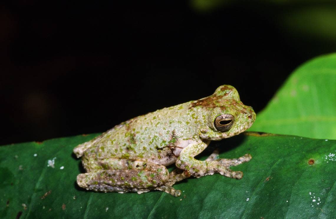 The Darai Plateau treefrog or Litoria daraiensis. Photo from Steve Richards