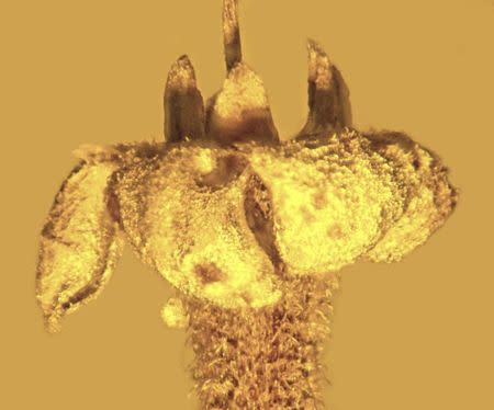 The flower, Strychnos electri, encased in amber, is shown in this handout photo provided by George Poinar of Oregon State University February 15, 2016. REUTERS/George Poinar/Handout via Reuters