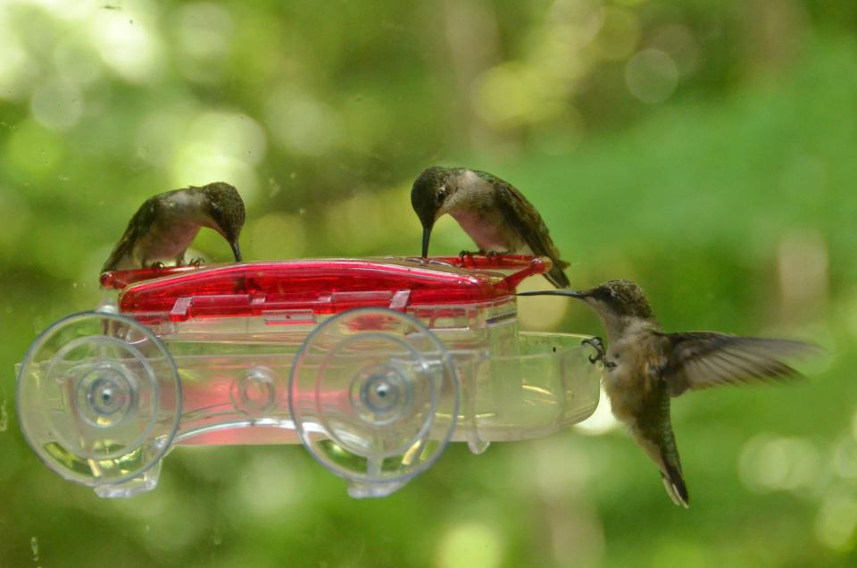 Hummingbirds are back in Western North Carolina and will be here through the end of fall.