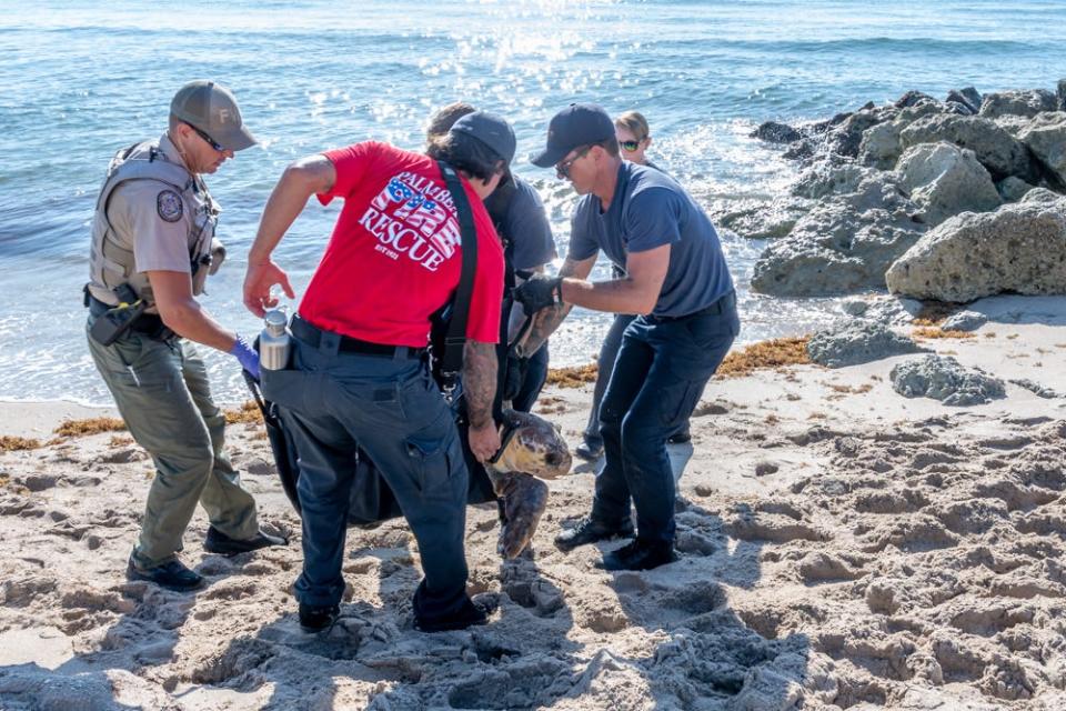 Personnel from Palm Beach Fire Rescue and Florida Fish and Wildlife carry a loggerhead sea turtle that was found wedged among the rocks at Midtown Beach on June 10 toward the water.