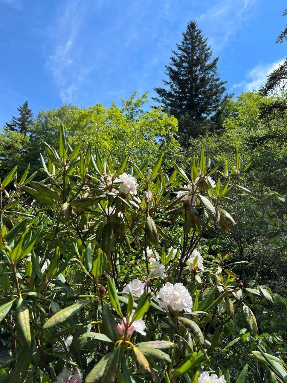 View of Ruby the Red Spruce, the 2022 U.S. Capitol Christmas Tree, in the background peaking over blooming rhododendrons.