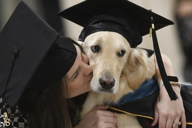 Dog Diploma