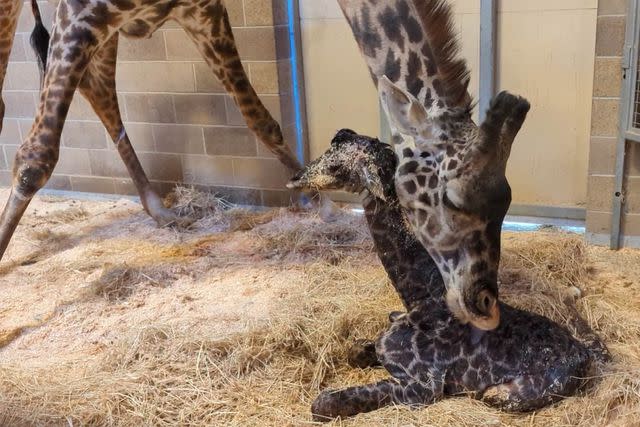 This Incredibly Rare Baby Monkey Was Just Born at an Ohio Zoo— See