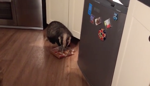 Badger breaks into house and steals Bakewell tart from fridge