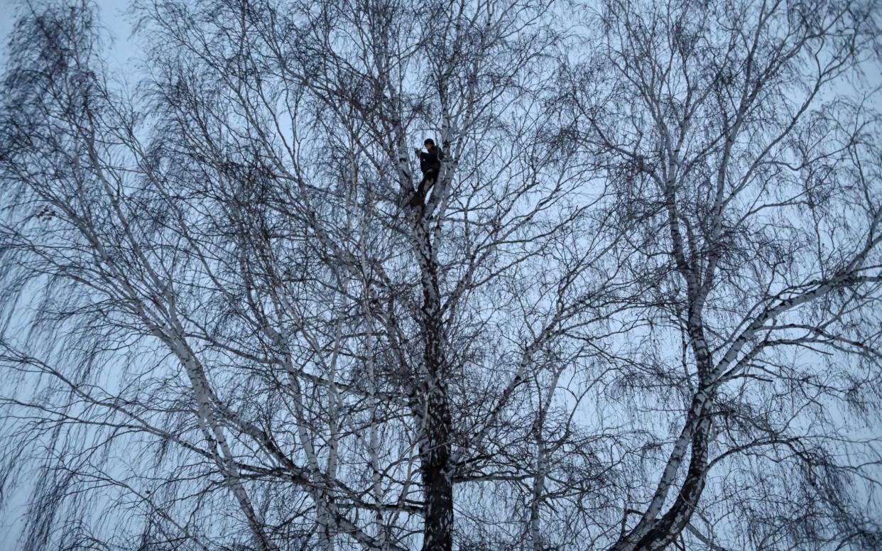 Russian student and blogger climbs a tree for better celular internet connection in his remote Siberian village - Reuters