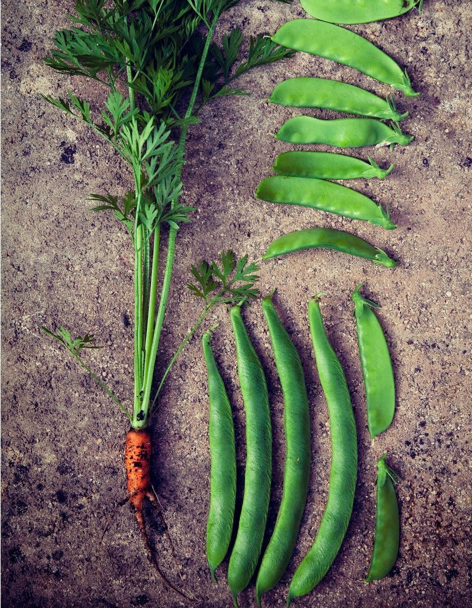 Le haricot mange-tout