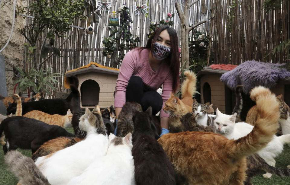 Palestinian Hiba Junaidi wearing protective gloves and mask amid the COVID-19 outbreak, feeds stray cats she cares for in her house's backyard which she had turned into a shelter, near the West Bank city of Hebron, on April 7, 2020. (Photo by HAZEM BADER / AFP) (Photo by HAZEM BADER/AFP via Getty Images)