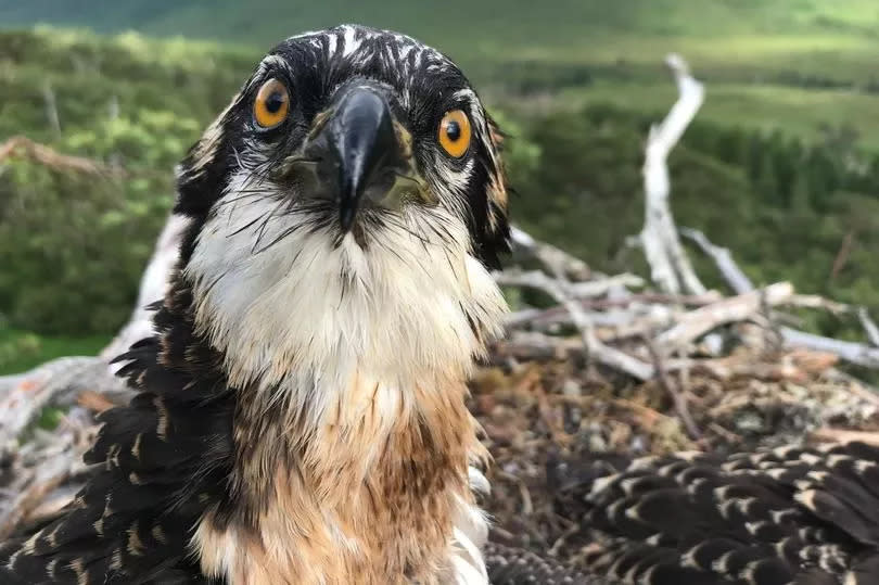 Osprey chick