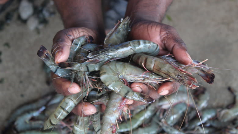 hands holding live shrimp