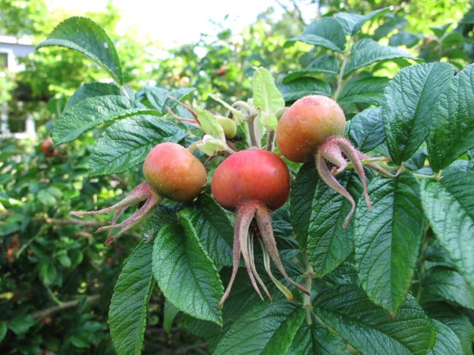 This August 5, 2012 photo shows rose hips growing in a backyard in Langley, Wash. Roses are shirt-tail cousins of the apple family and rose hips -- the seed pods that form on the canes after they bloom -- are a flavorful wild food favorite. They also are a crabapple-sized source of Vitamin C. (AP Photo/Dean Fosdick)