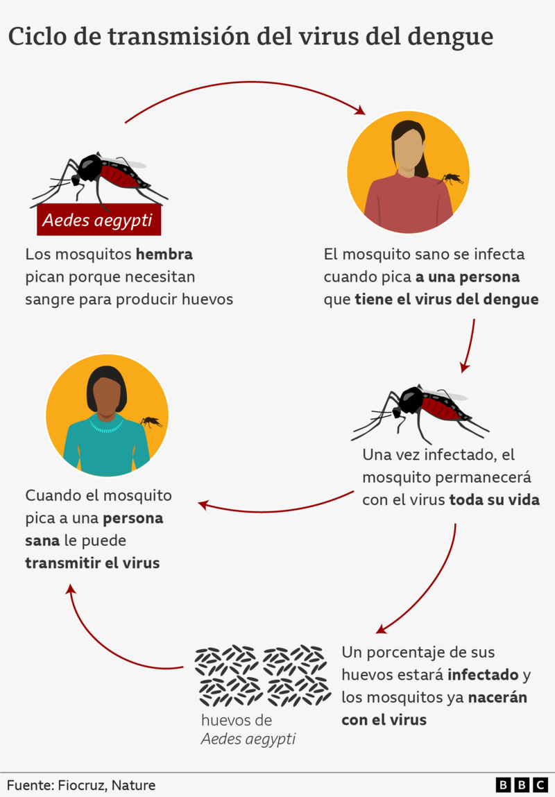 Gráfico del ciclo de transmisión del virus del dengue 