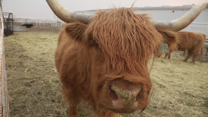 A Highland cow sniffs at a reporter at Zamora Ranch, a temporary shelter for animals displaced by wildfires outside of Las Vegas, New Mexico, on Monday, May 2, 2022. The cow was one of over 200 livestock that took refuge at the ranch.