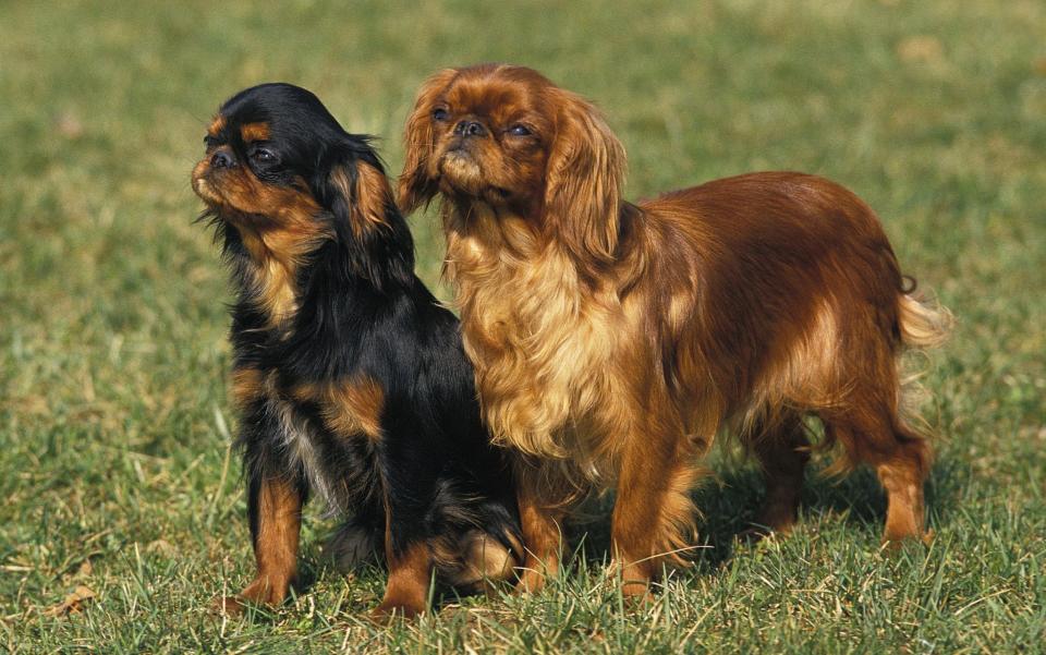 The King Charles spaniel: not even King Charles owns one