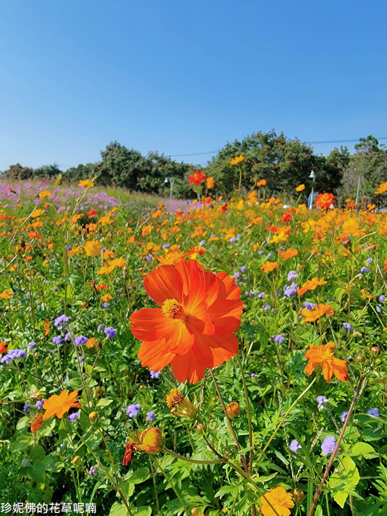 屏東｜新埤鄉綜合休閒公園