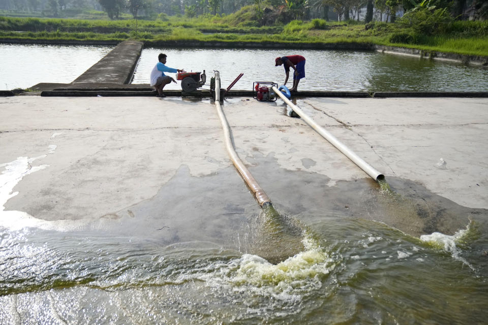 Workers drain a pond before harvesting catfish in Belitang, South Sumatra, Indonesia, Sunday, July 23, 2023. (AP Photo/Dita Alangkara)