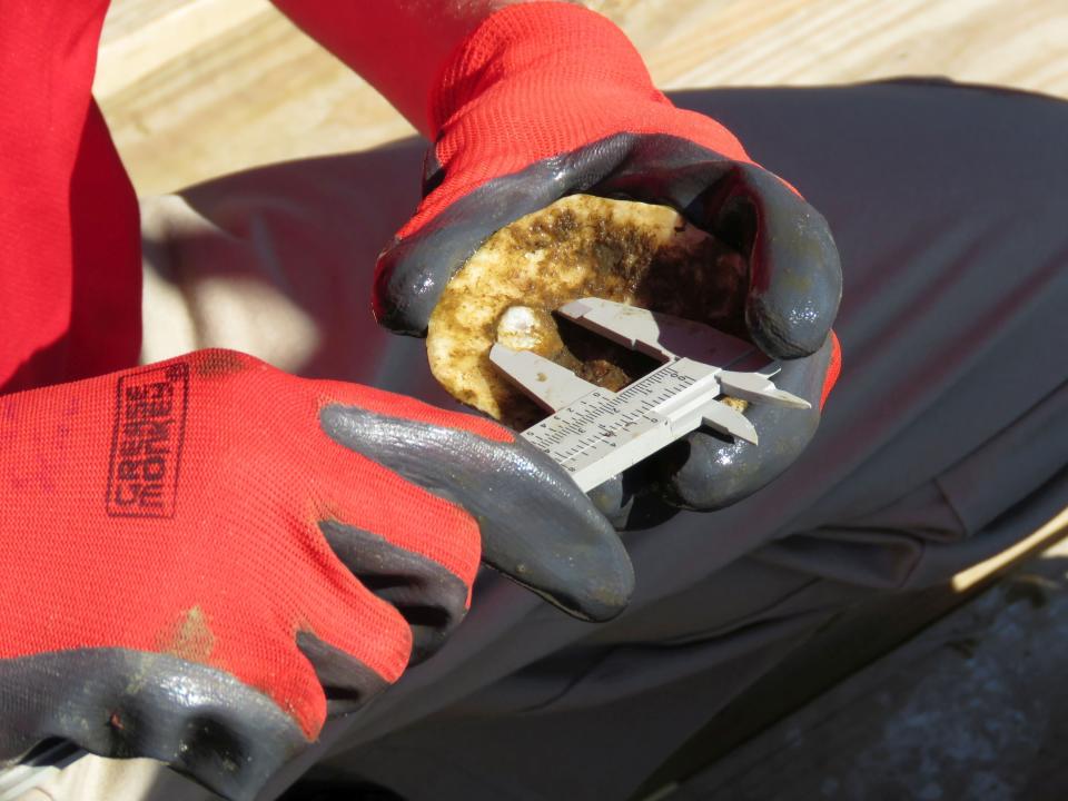 A student at St. Stanislaus HIgh School in Bay St. Louis, Miss., measures a baby oyster on Monday, Nov. 15, 2021 at the school's oyster garden. A good year would have filled wire cages hanging from the school's dock with fist-sized clumps of oysters. But fresh water from spring and summer downpours left the Mississippi Sound with salinity so low that many of the baby oysters were killed and survivors were small. (AP Photo/Janet McConnaughey)