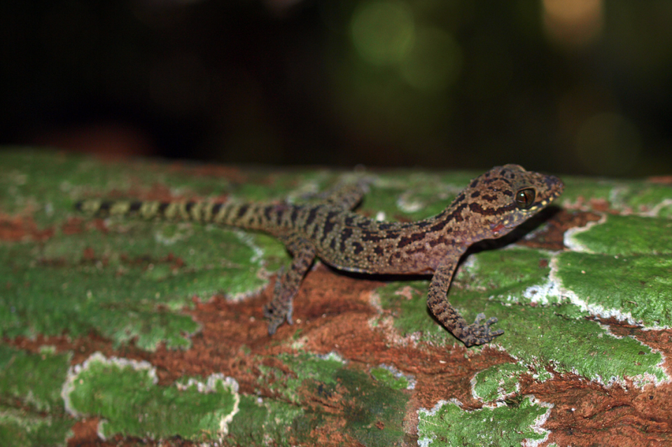 A Cyrtodactylus chumuensis, or Chu Mu bent-toed gecko, sitting on a log.