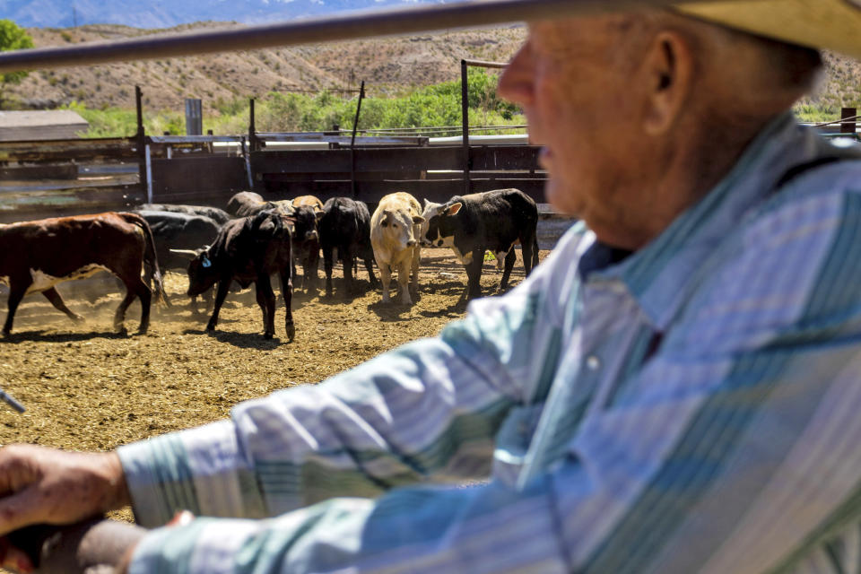 Cliven Bundy stands in a cattle pen at his ranch, Tuesday, April 9, 2024, in Bunkerville, NV. Ten years have passed since hundreds of protesters including armed riflemen answered a family call for help which forced U.S. agents and contract cowboys to abandon an effort to round up family cattle in a dispute over grazing permits and fees. Despite federal prosecutions, no family members were convicted of a crime. (AP Photo/Ty ONeil)