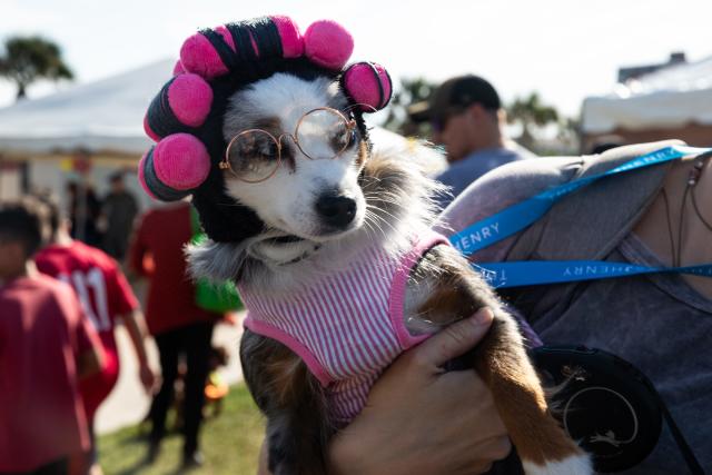 Bark in the Park hosted by Thomas J. Henry