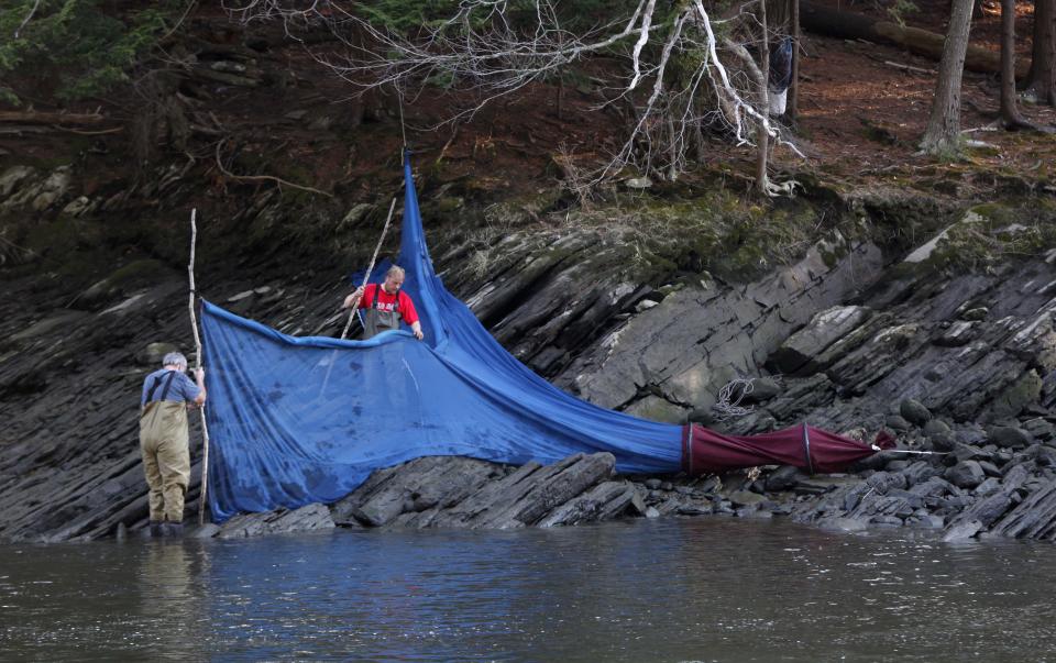 In this photo made Thursday, March 23, 2012, elver fishermen set up a fyke net on the bank of river in southern Maine. The baby eels are fetching the fishermen more than $2,000 per pound this year. They are sold to the Asian market where they are grown to adults. (AP Photo/Robert F. Bukaty)